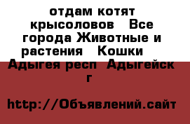 отдам котят крысоловов - Все города Животные и растения » Кошки   . Адыгея респ.,Адыгейск г.